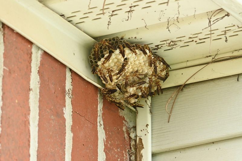 Shed Rooflines Stay Quiet And Protected Shed Rooflines Stay Quiet And Protected