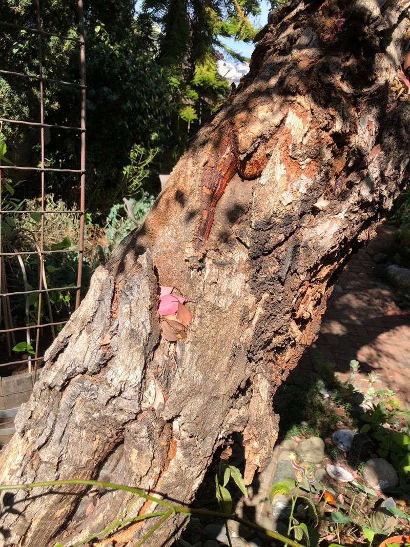 Shedding Bark Adds Fire-Season Fuel Shedding Bark Adds Fire-Season Fuel