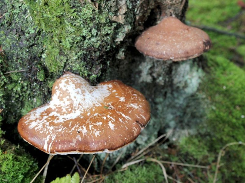 Shelf Fungi Grow On Old Wood Shelf Fungi Grow On Old Wood