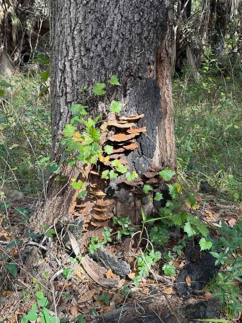 Shelf Fungi Mean Wood Is Decaying Shelf Fungi Mean Wood Is Decaying