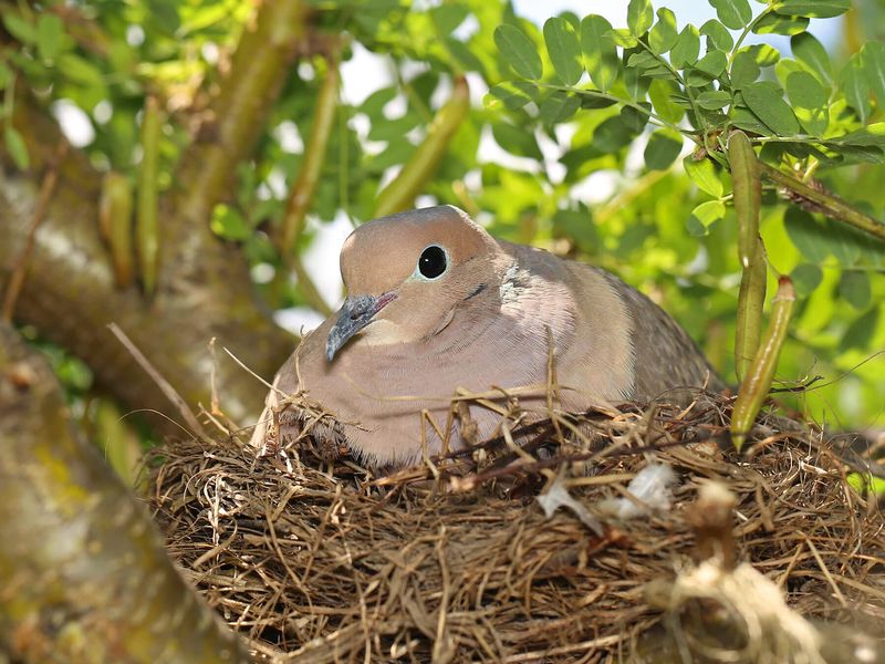 Sheltered Branches Make Nesting Easier Sheltered Branches Make Nesting Easier