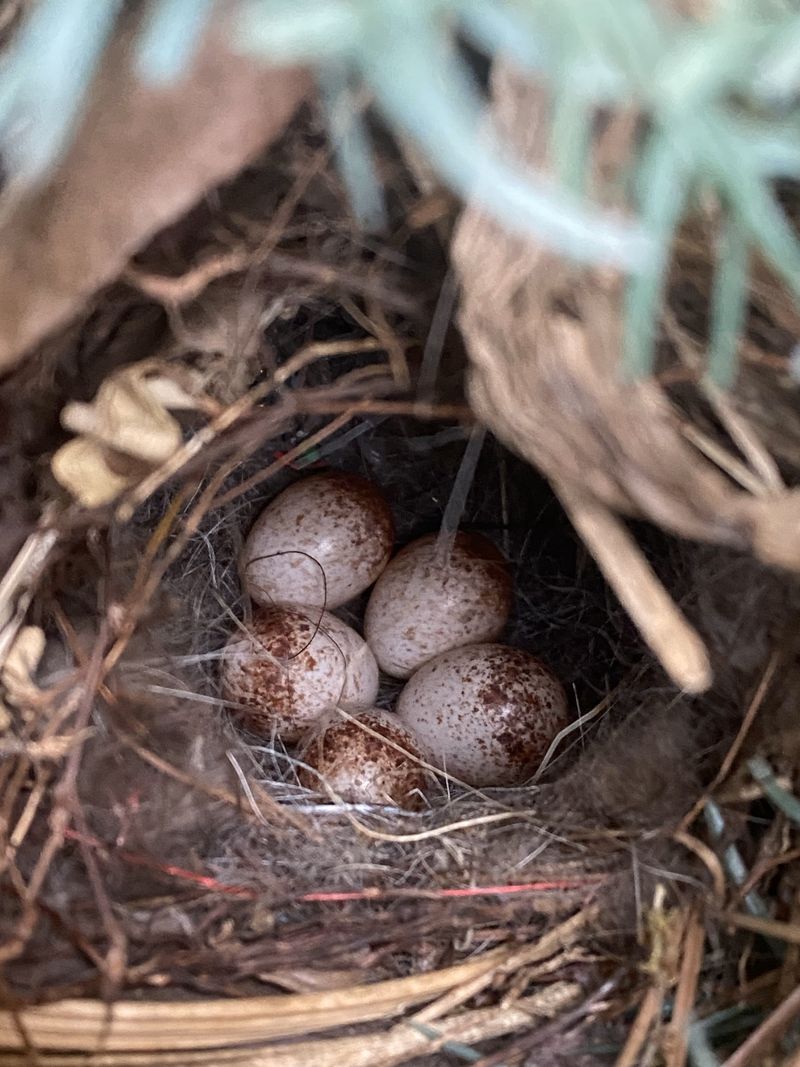 Sheltered Porches Offer Safe Nesting Sites