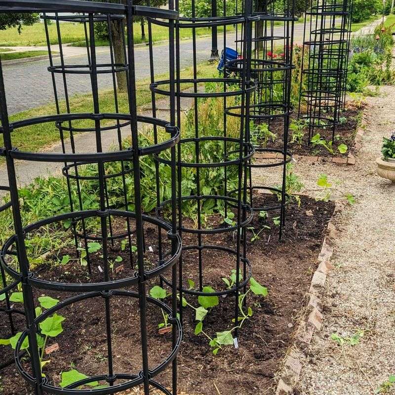 Shield Tender Plants Until They Mature