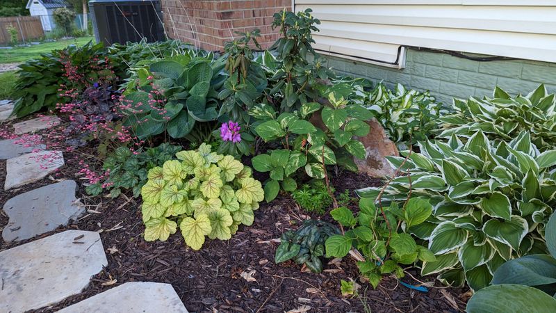 Shift Hostas Before Leaves Scorch Shift Hostas Before Leaves Scorch