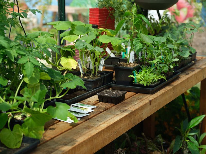 Shift Seedlings Before The Heat Peaks