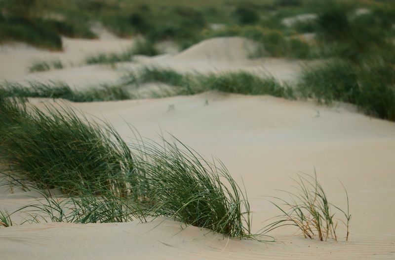 Shifting Dunes Bury Low Coastal Plantings