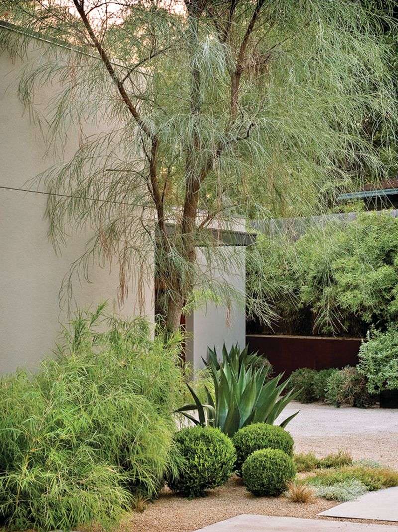 Shoestring Acacia Is A Top Low-Water Privacy Tree Shoestring Acacia Is A Top Low-Water Privacy Tree