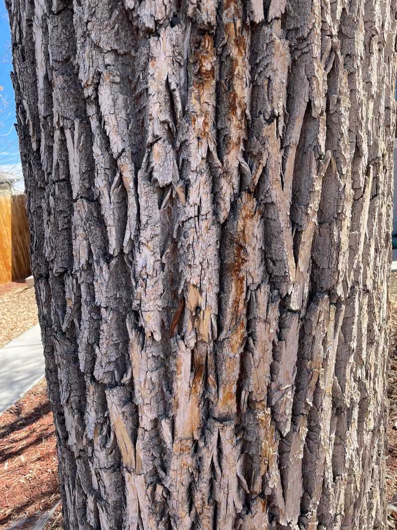 Shoots Sprout Low On Trunks