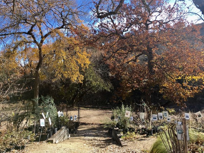 Shop Natives Of Texas Near Kerrville