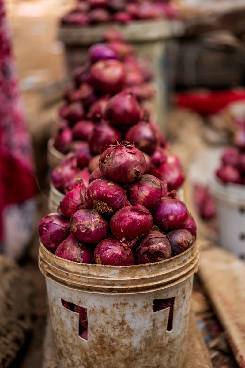 Short-Day Varieties Suit Louisiana's Climate Short-Day Varieties Suit Louisiana's Climate