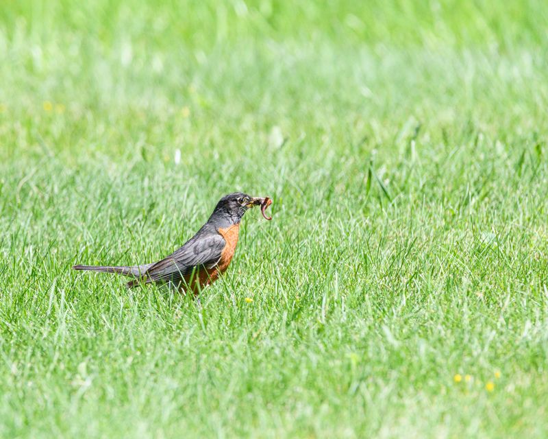 Short Grass Gives Easier Access To Prey Short Grass Gives Easier Access To Prey