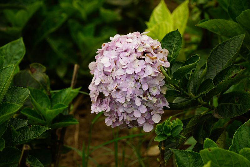 Short Growing Seasons At Elevation Limit Bloom Time Short Growing Seasons At Elevation Limit Bloom Time
