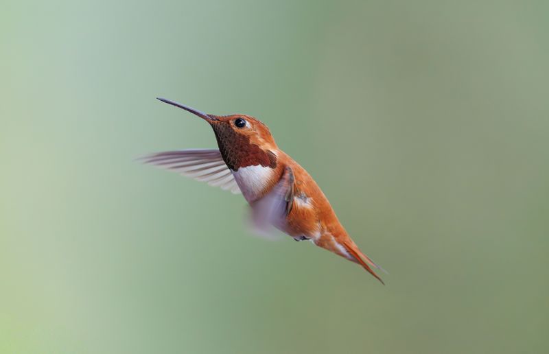 Shorter Days Trigger Their Migration Instinct