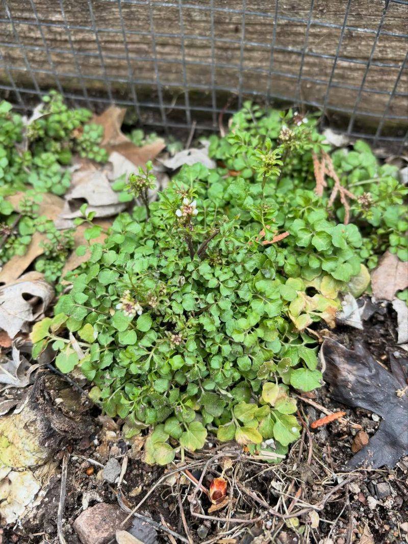 Shotweed Spreads Before Gardeners Notice Shotweed Spreads Before Gardeners Notice
