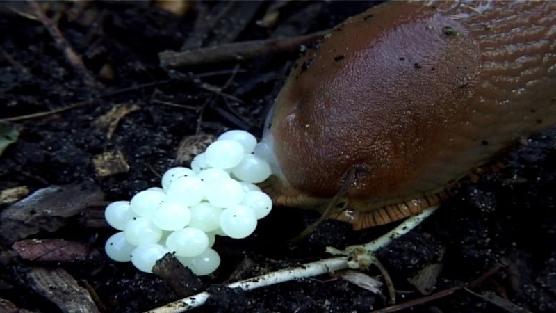 Should You Remove Or Leave The Eggs Alone Should You Remove Or Leave The Eggs Alone