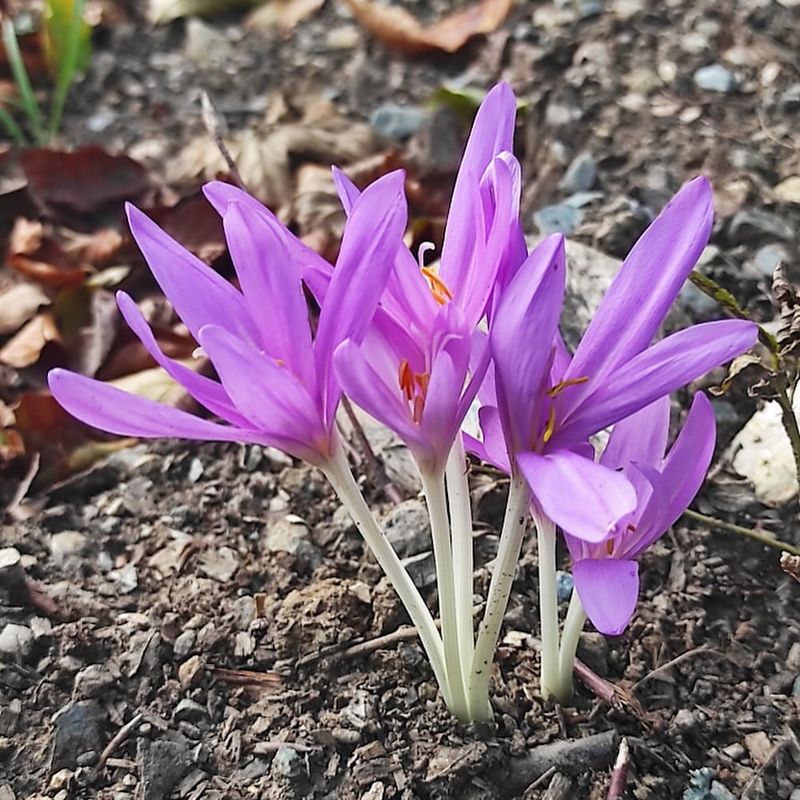 Showy Autumn Crocus 