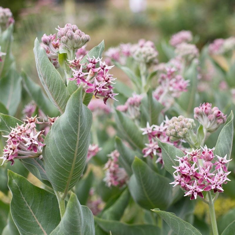 Showy Milkweed Gives Monarchs A Host Plant Showy Milkweed Gives Monarchs A Host Plant