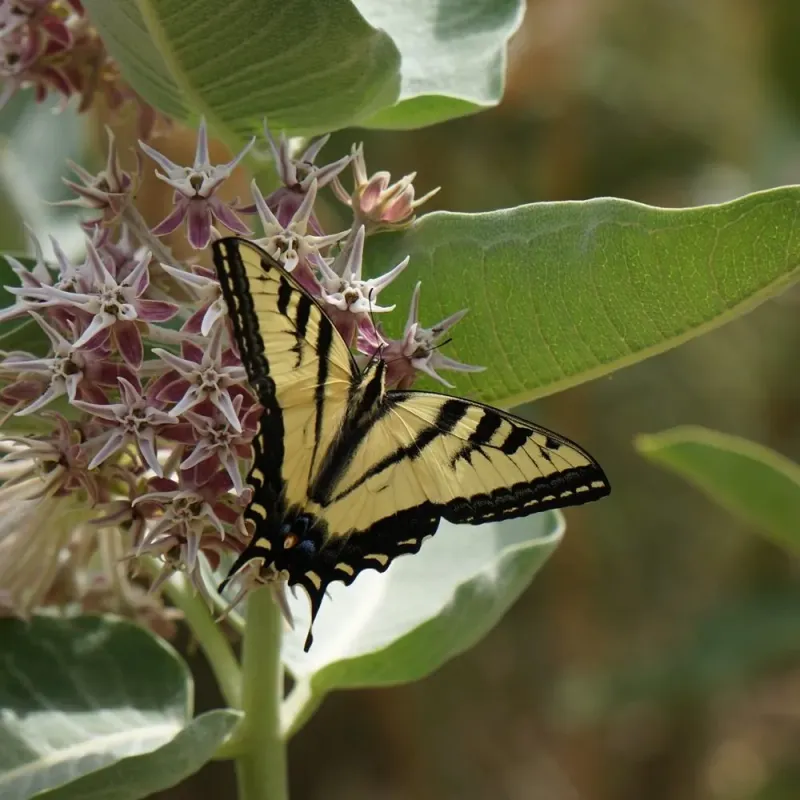 Showy Milkweed Supports Monarchs And Bees Showy Milkweed Supports Monarchs And Bees