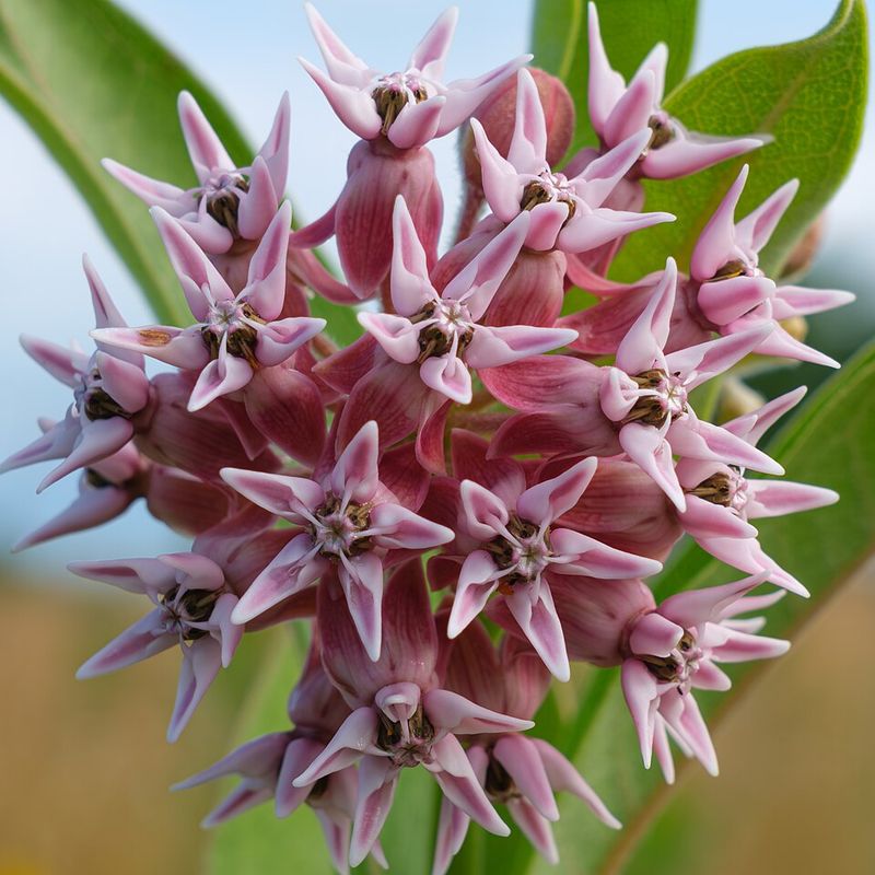 Showy Milkweed Showy Milkweed