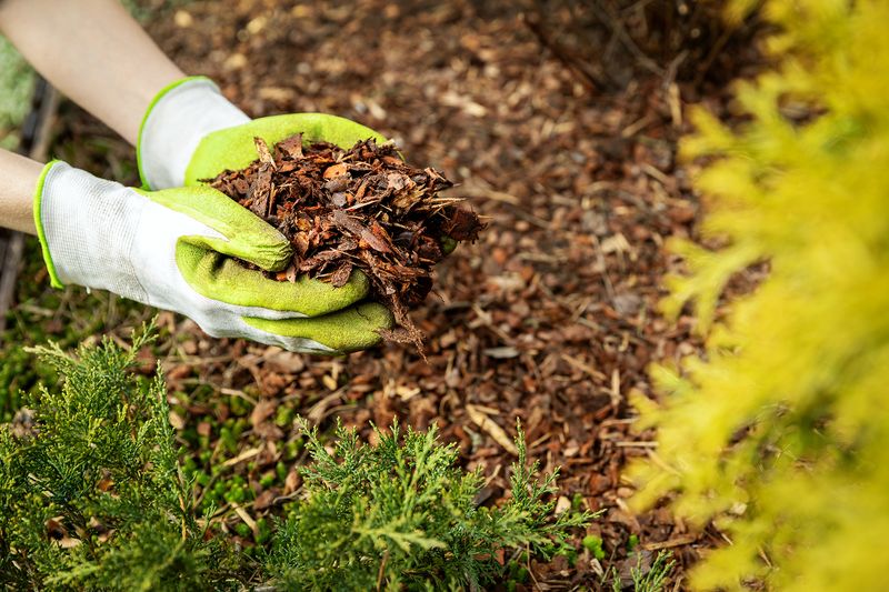 Shredded Branches Become Free Mulch Over Time Shredded Branches Become Free Mulch Over Time