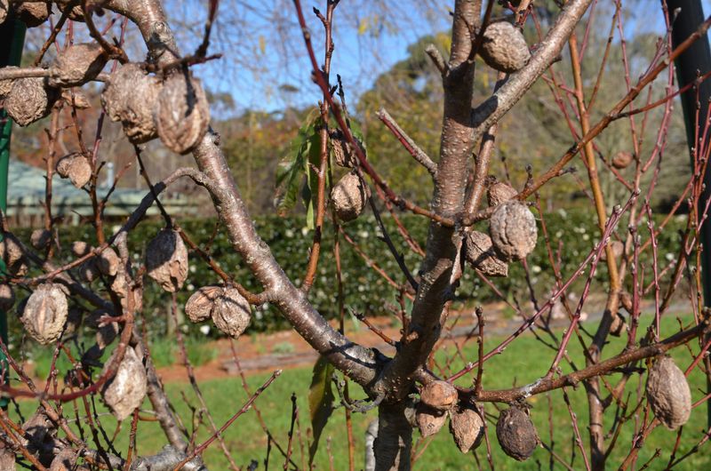Shriveled Fruit Stays Hanging On The Tree