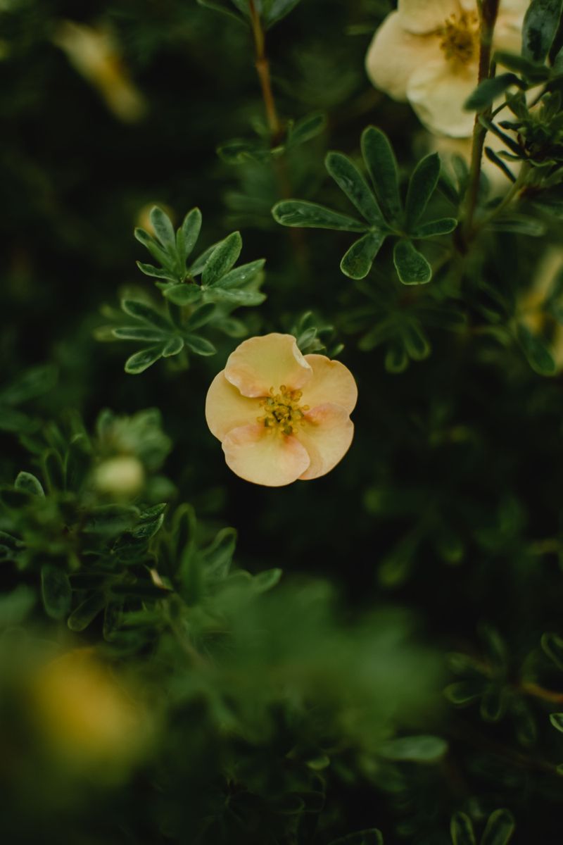 Shrubby Cinquefoil