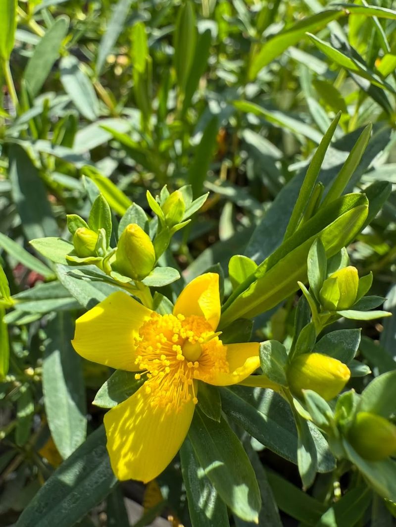 Shrubby St. Johns Wort Shrubby St. Johns Wort