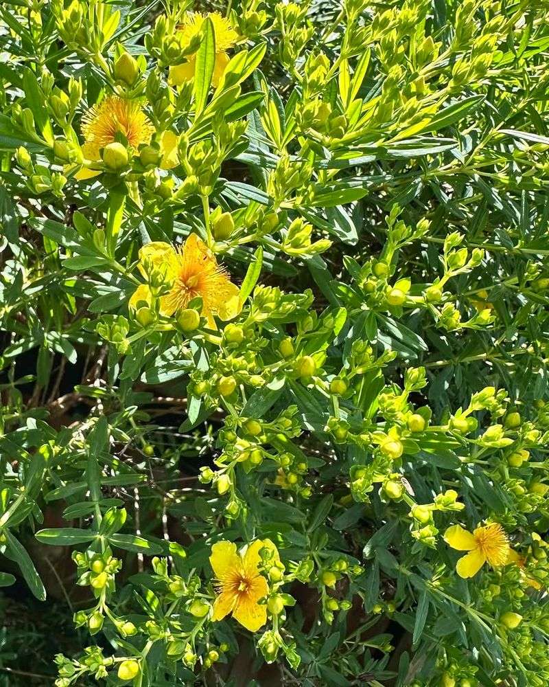 Shrubby St. John's-Wort 