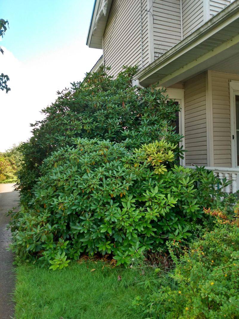 Shrubs Against Siding Raise The Risk Shrubs Against Siding Raise The Risk