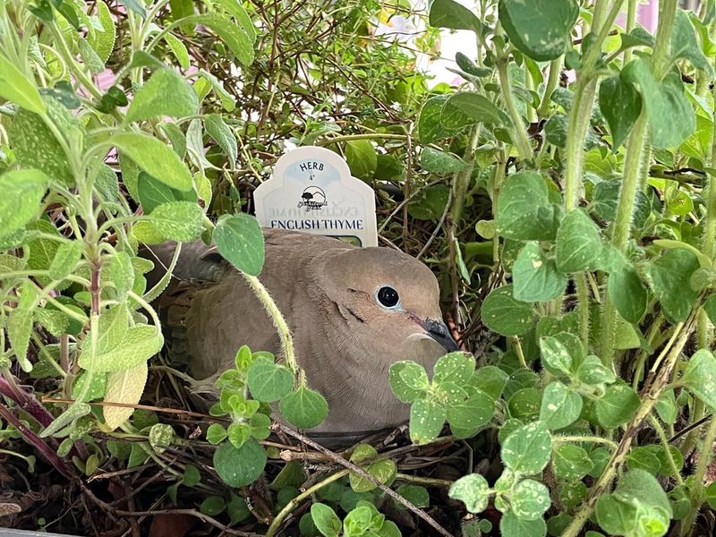 Shrubs Offer Quick Cover