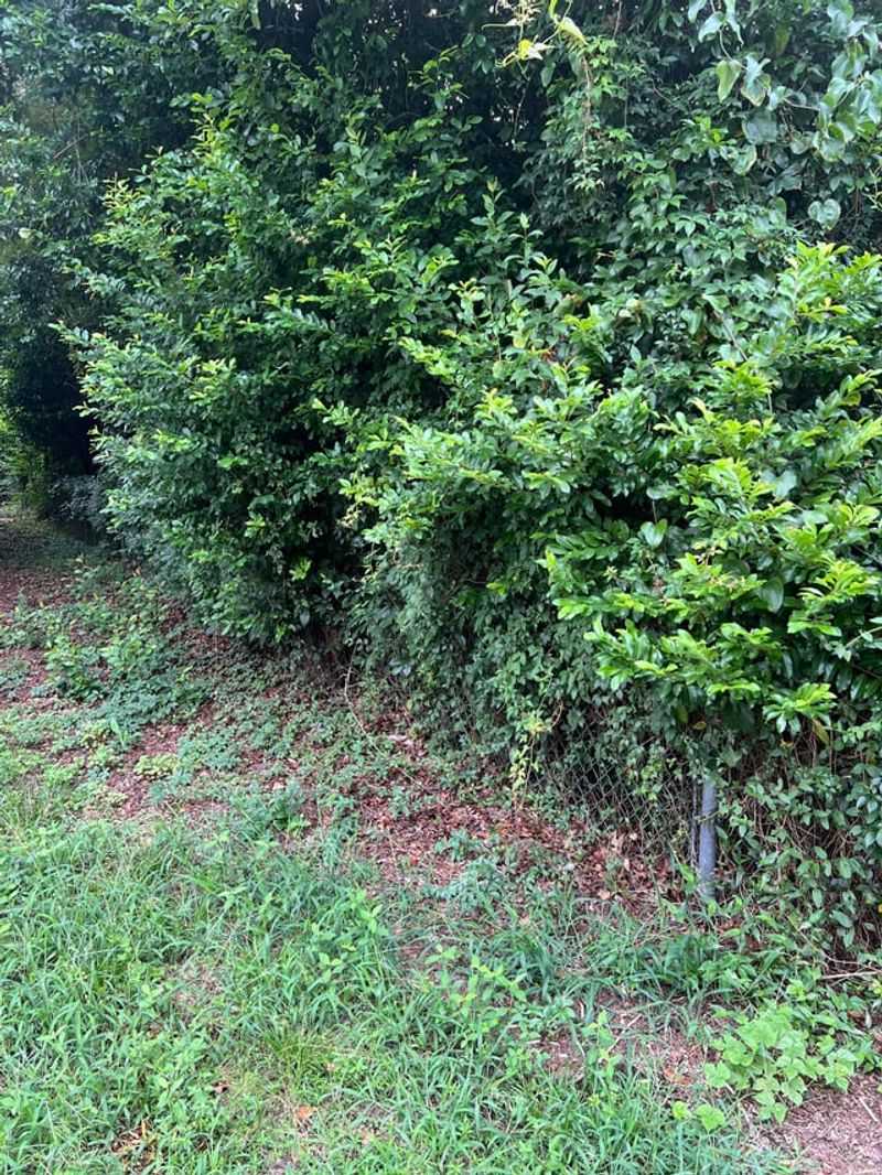 Shrubs Under Trees Create Ladder Fuel Shrubs Under Trees Create Ladder Fuel