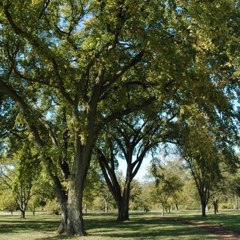 Siberian Elms With Weak Limbs