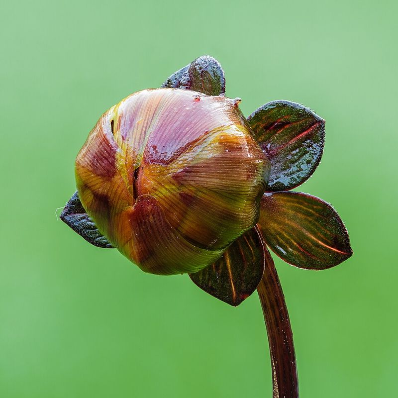 Side Buds Compete With Your Best Blooms