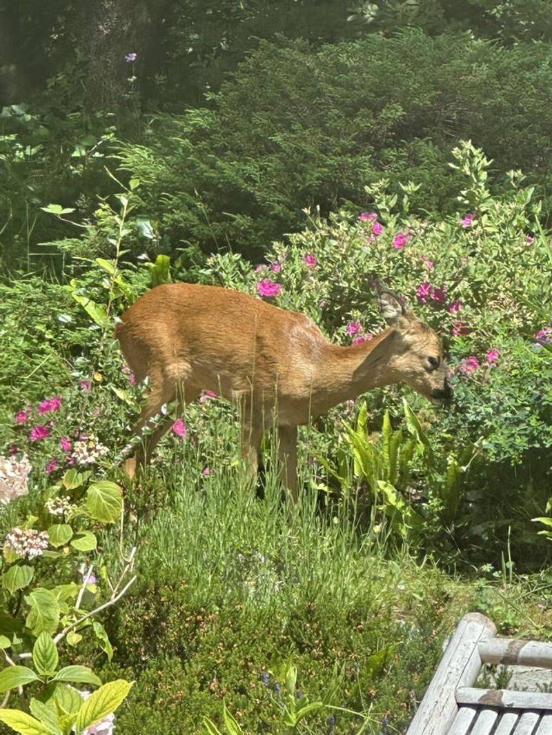 Side Yard Borders Create Useful Edge Habitat
