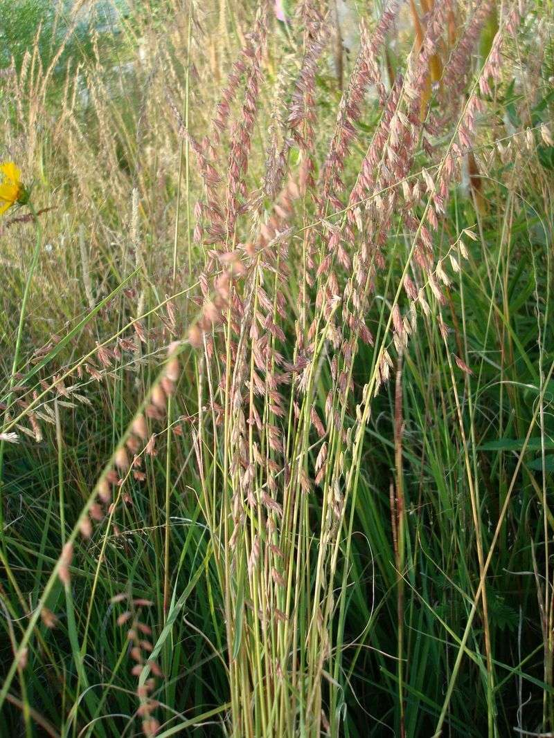 Sideoats Grama Offers Distinctive Seeds And Compact Height Sideoats Grama Offers Distinctive Seeds And Compact Height