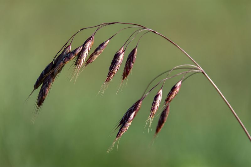 Sideoats Grama Sideoats Grama