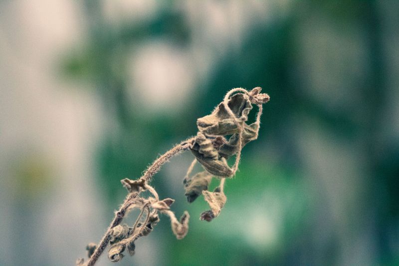 Sign Three: Vines Look Weak Despite Good Care