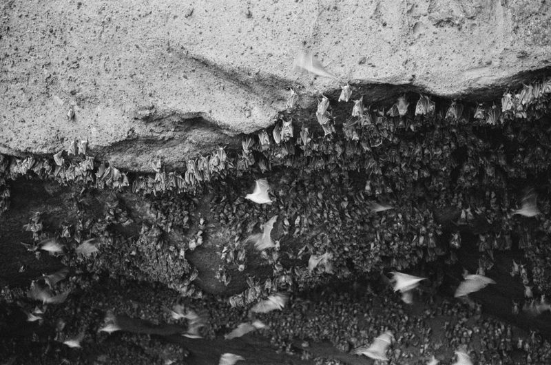 Signs A Bat Colony Is Nesting Nearby