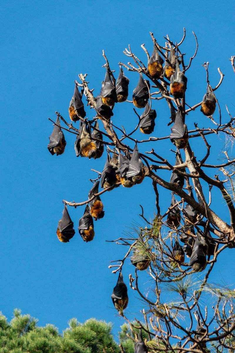 Signs A Bat Colony Is Roosting Nearby Signs A Bat Colony Is Roosting Nearby