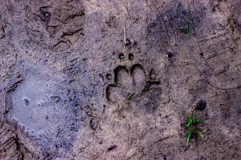 Signs A Bobcat Has Made Your Property A Regular Route