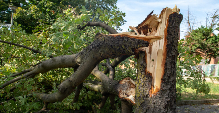 Signs A Storm-Damaged Tree Can Still Be Saved In Virginia