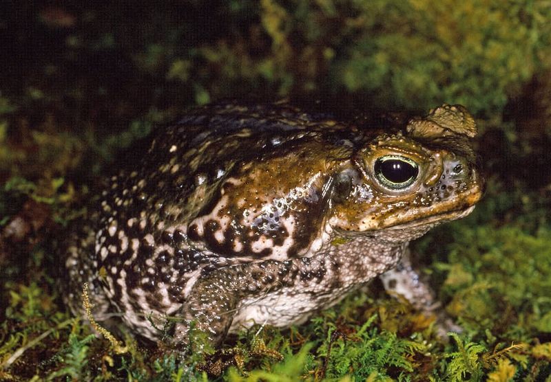 Signs A Toad Has Made Your Garden Its Home