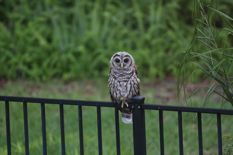 Signs An Owl Has Made Your Property A Regular Stop