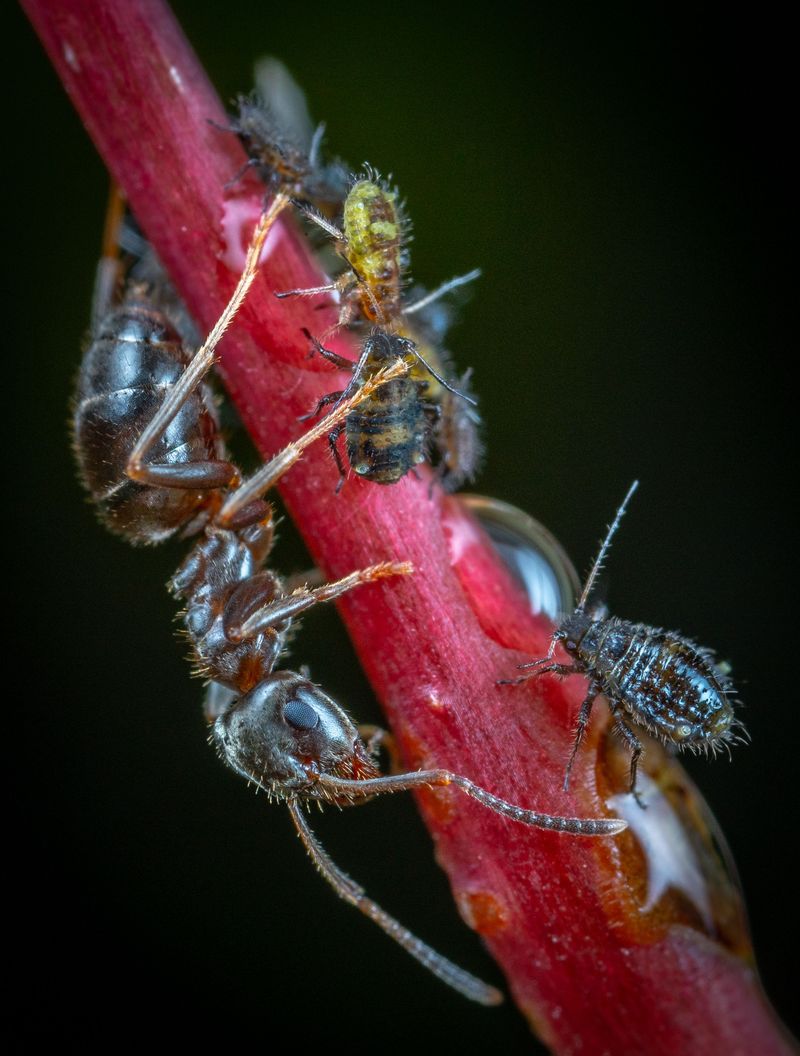 Signs Ant Activity Means Something Else Signs Ant Activity Means Something Else