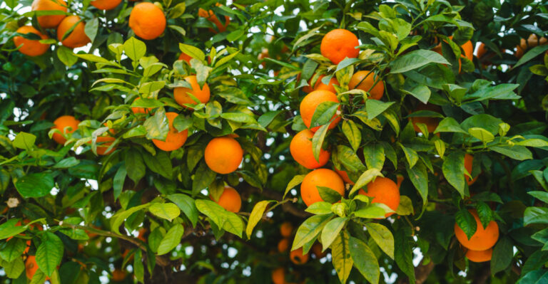orange tree