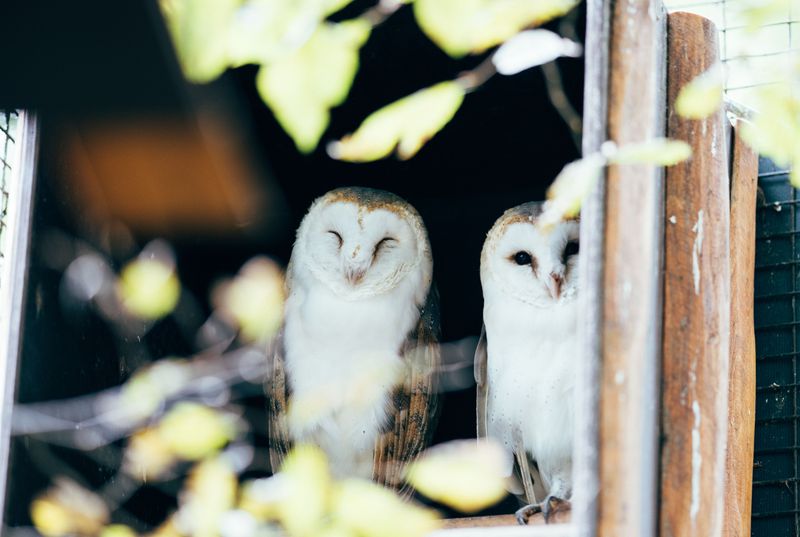 Signs Barn Owls Have Moved Into Your Property