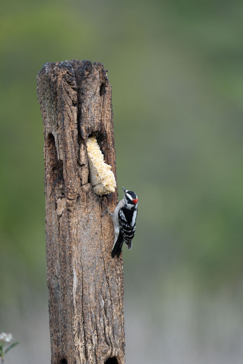 Signs Insects Are The Real Target Instead
