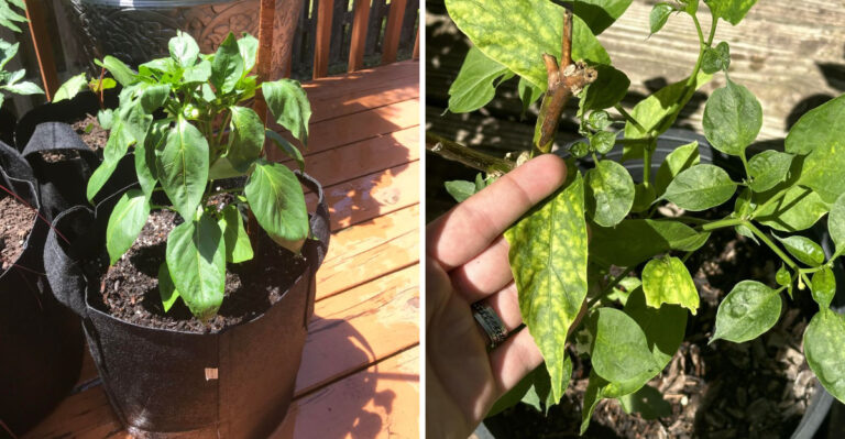 Signs Michigan Pepper Plants Are Thriving And 4 Signs They’re Struggling In The Summer Heat