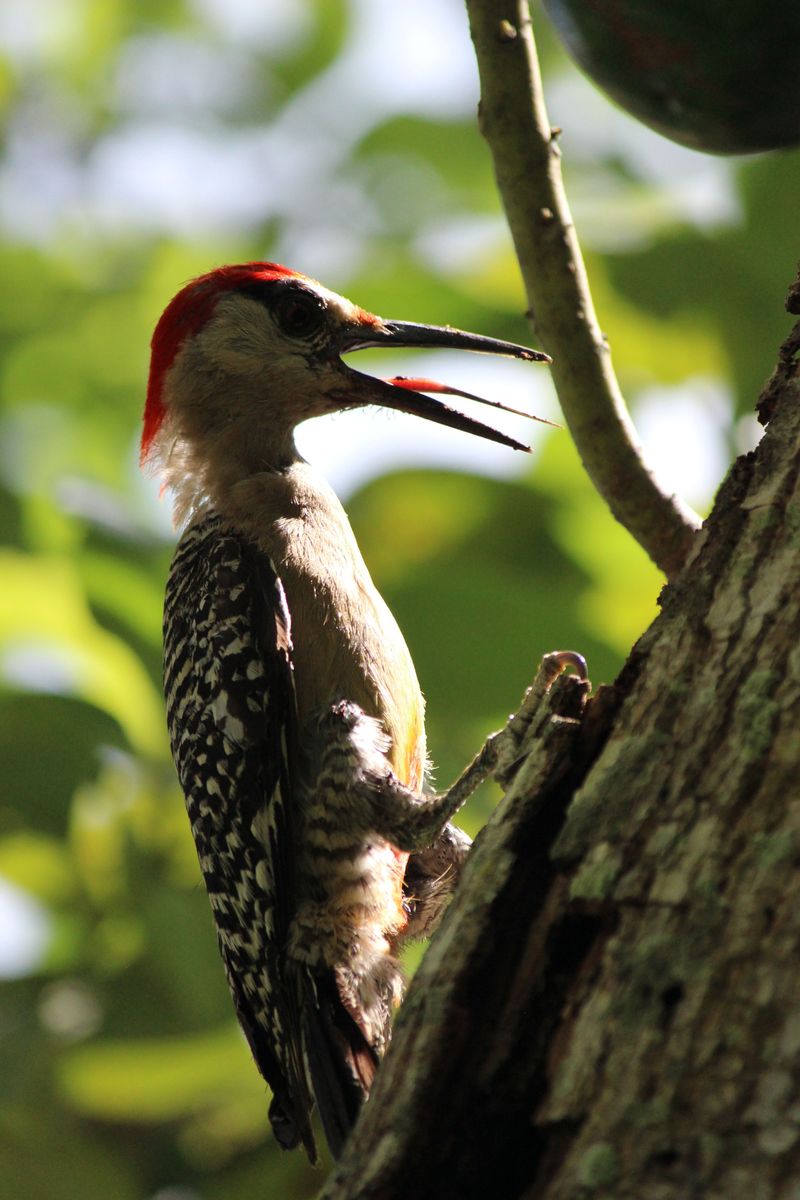 Signs Of A Healthy Yard Ecosystem For Woodpeckers Signs Of A Healthy Yard Ecosystem For Woodpeckers