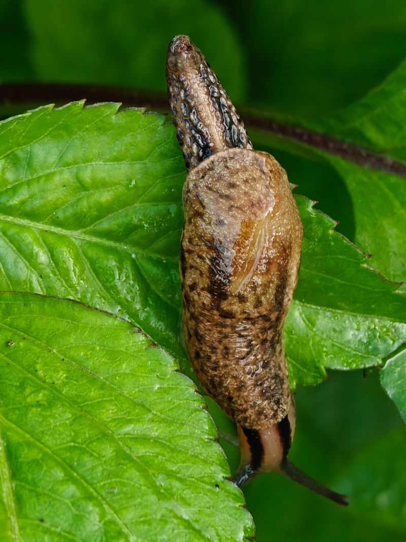 Signs Of A Slug Or Snail Problem Beyond The Eggs Signs Of A Slug Or Snail Problem Beyond The Eggs